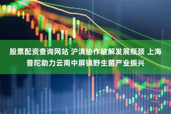 股票配资查询网站 沪滇协作破解发展瓶颈 上海普陀助力云南中屏镇野生菌产业振兴
